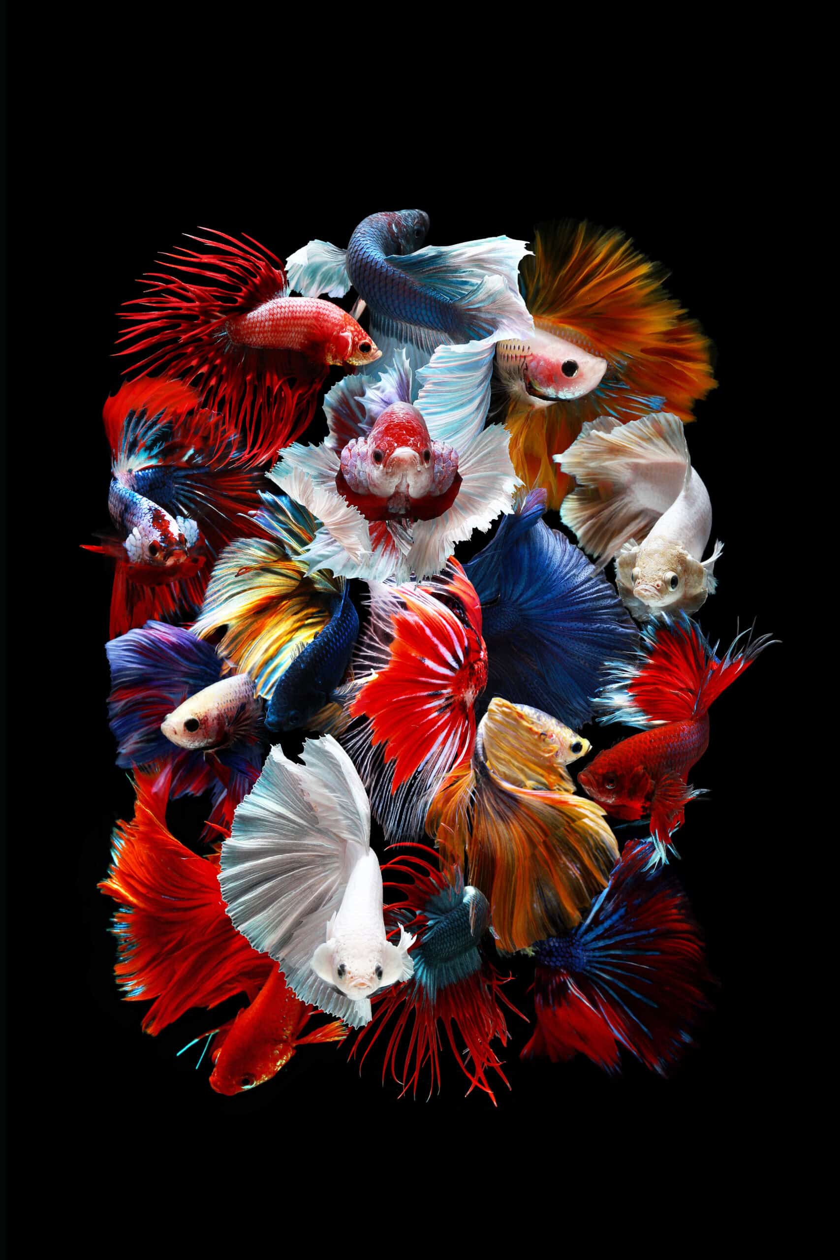 Betta ou poissons combattants