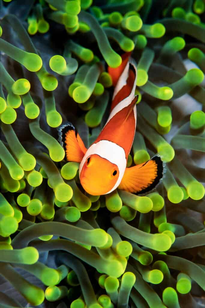 Espèce poissons aquarium Amphiprion ocellaris ou poisson clown